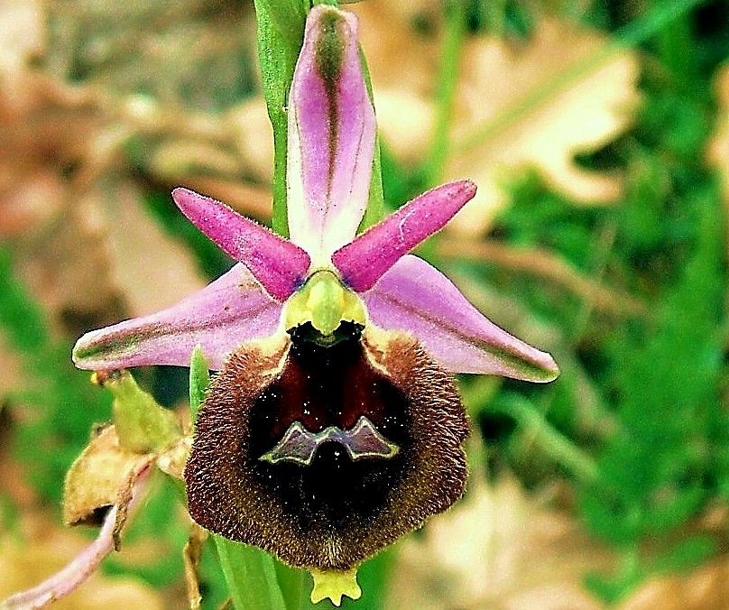 Ophrys biscutella